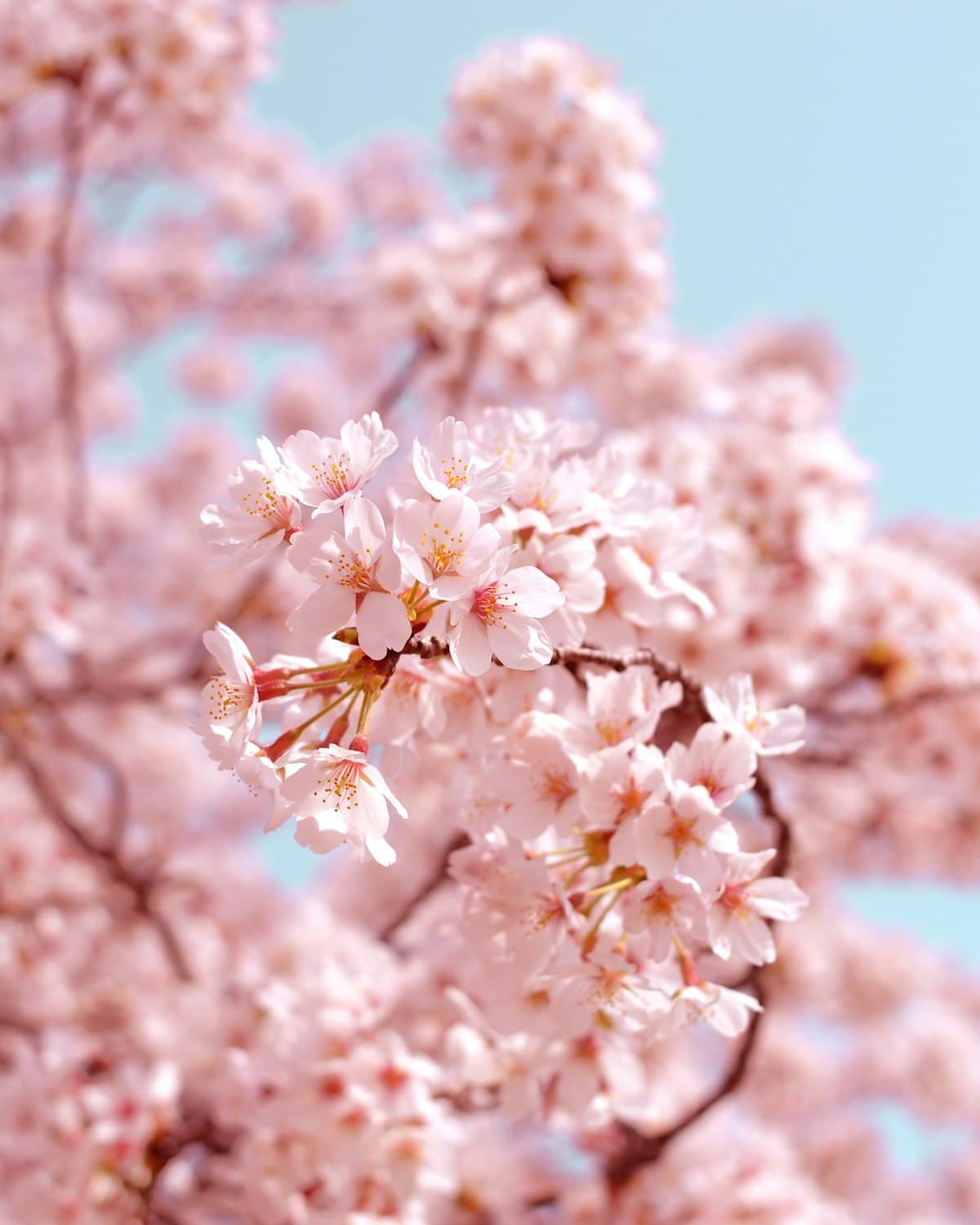 Cherry Blossom