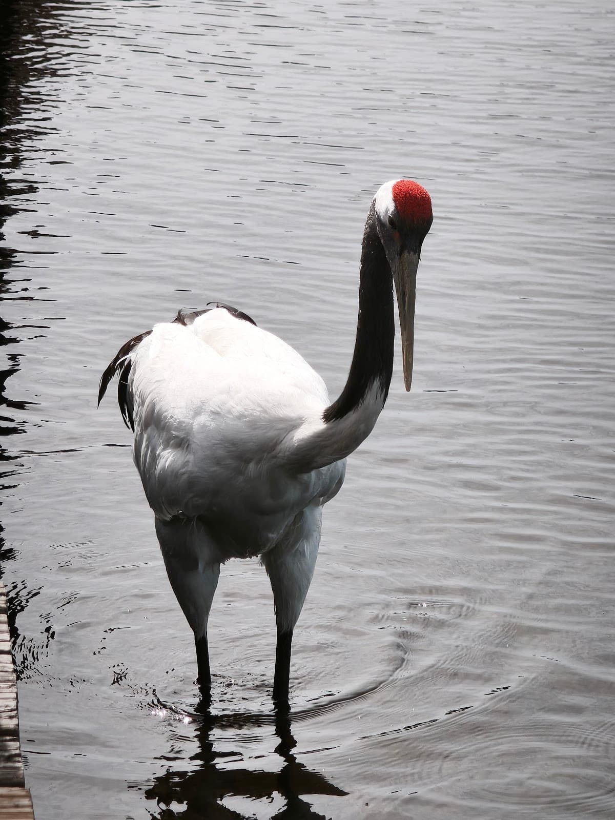 Red-crowned crane wading at Zhalong Wetland, China